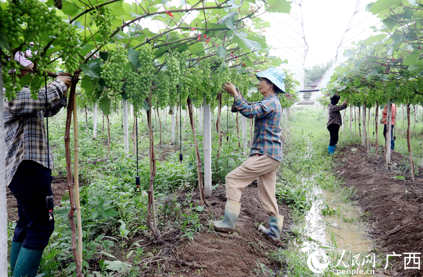 村民们穿梭在藤蔓间，对每串葡萄进行保果、疏果等管护作业。