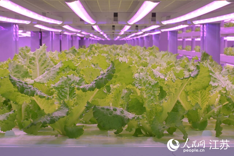 立体栽培架上，生菜青翠欲滴。