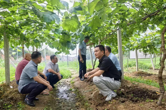 自治区农科院在兴业县洛阳镇大礼村葡萄产业园调研指导工作