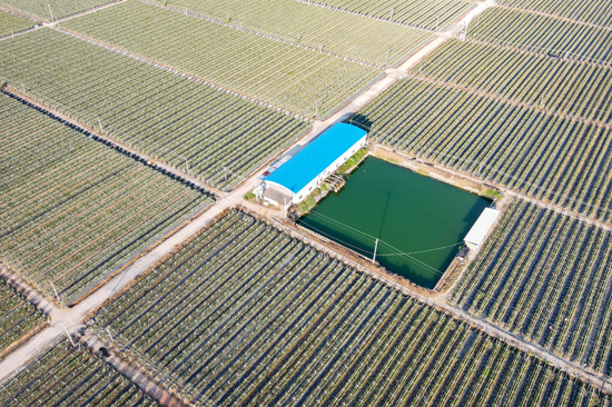 万亩火龙果基地