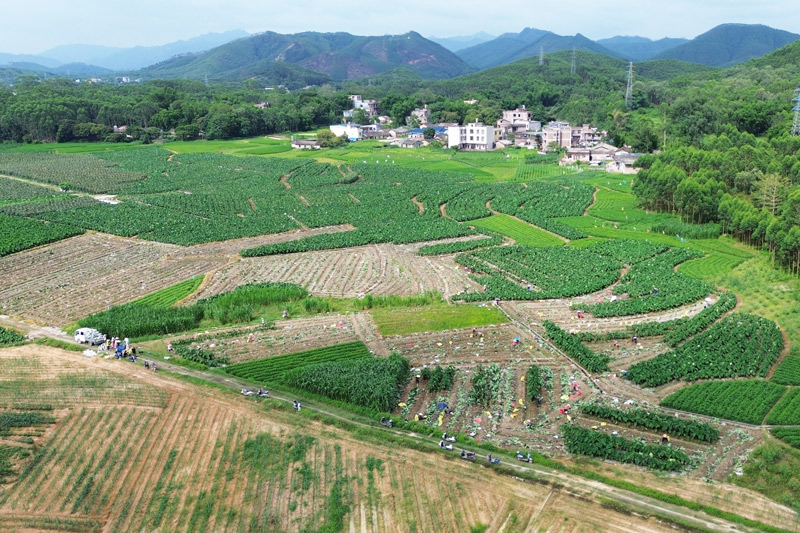 “六月紅”早熟芋種植基地。
