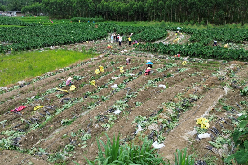 村民在採收“六月紅”早熟芋。