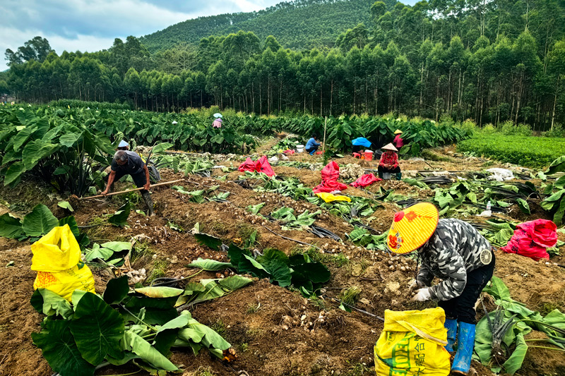村民在採收“六月紅”早熟芋。