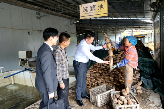 貴港江北支行工作人員實地調研走訪覃塘區的蓮藕種植基地和加工廠