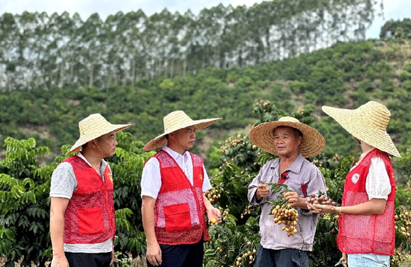 党员干部采摘分装黄皮果，为村民做好销售服务