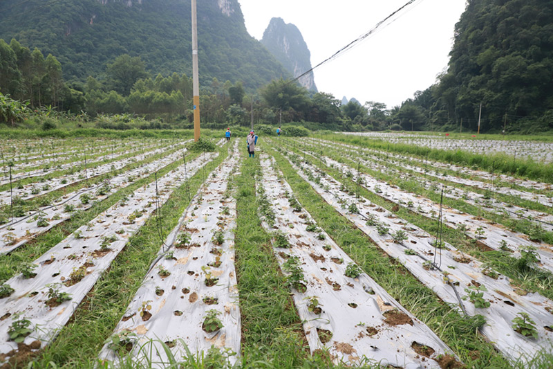 中药材种植基地。