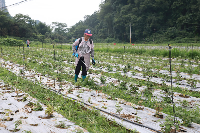 村民在喷洒除草剂。
