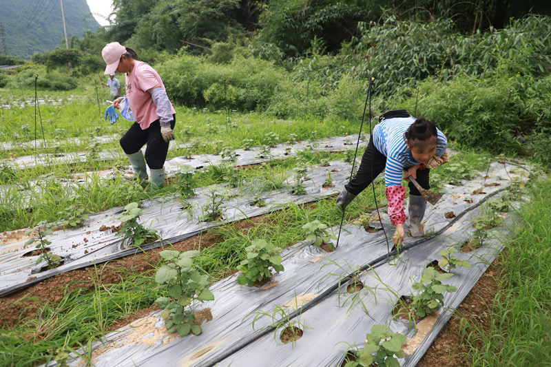 村民在除草。