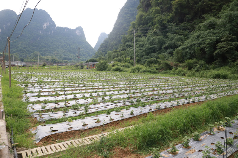 中藥材種植基地。