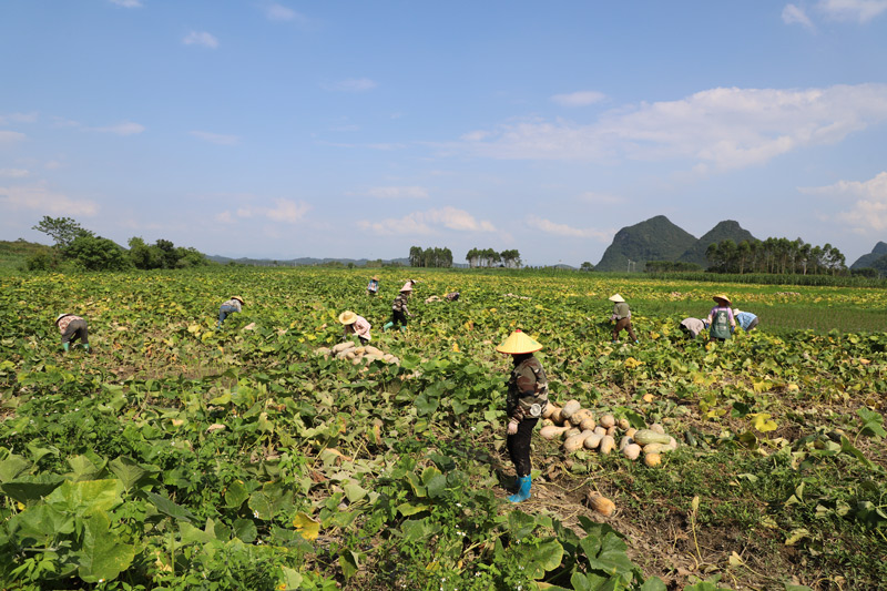 村民在地里采摘南瓜