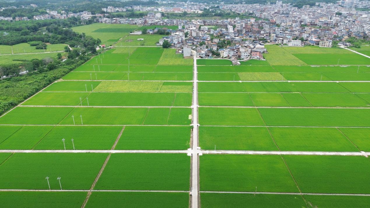 长汀县河田镇南塘村万亩良田