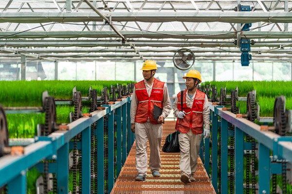 电力员工巡检育秧工厂用电设备。