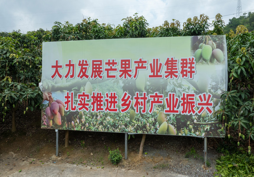 田林县高山晚熟芒果基地。赵文朝摄