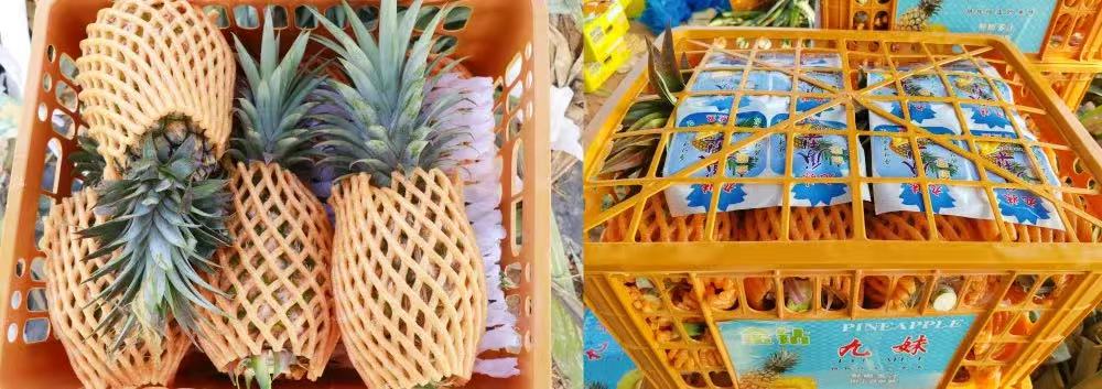 凤梨。昌江融媒体中心供图