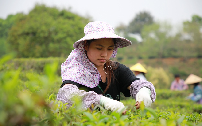群众趁着晴好天气采摘六堡茶