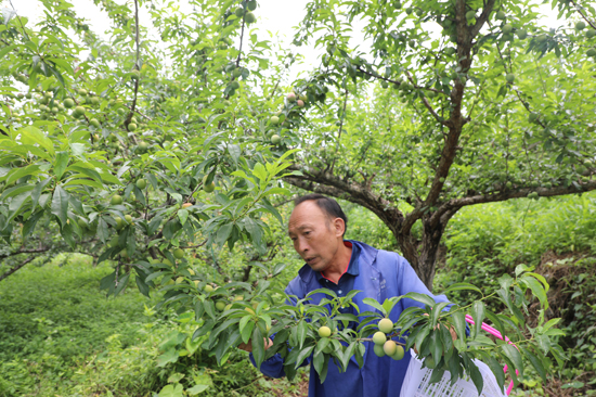 果农采摘牛心李。周俊位摄