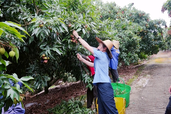 中鐵快運工作人員協助果農採摘荔枝。梁競輝攝