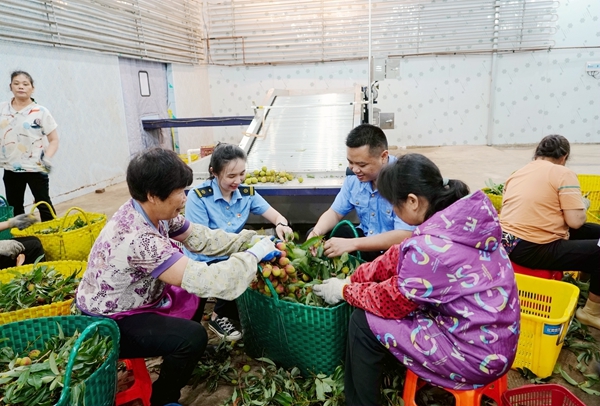 中鐵快運工作人員與果農一起篩選荔枝。梁競輝攝