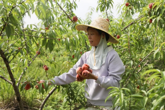 游客正在采摘脆仙桃。 李月娟摄