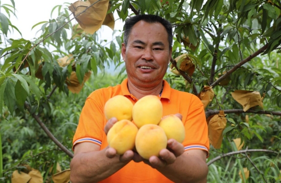 种植户郑志强展示自己果园里成熟的黄桃。李月娟摄