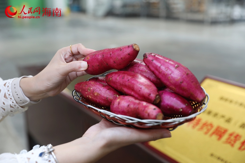 外形圆润个头均匀的昌江甘薯。