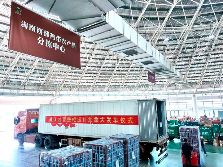昌江甘薯发往加拿大。