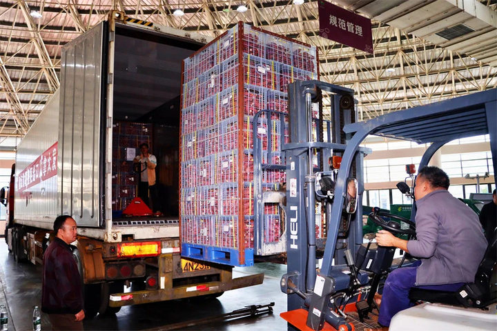 工人正在将甘薯装车。