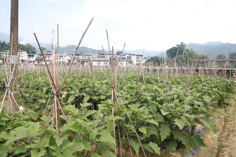 小荣村上村坡屯蔬菜种植基地。