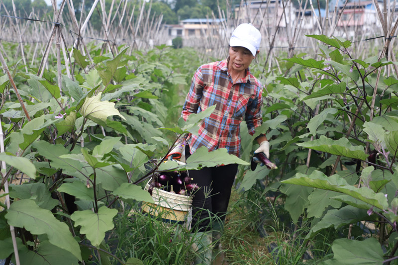 村民在搬运茄子。