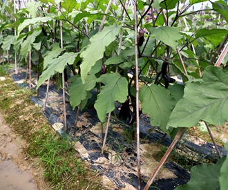 融水縣小榮村：茄子豐收採摘忙