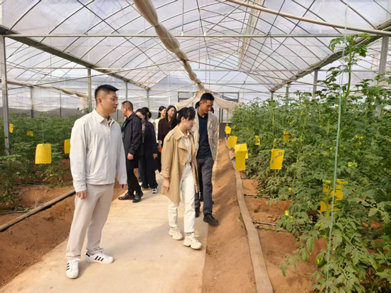 大橋鎮人大代表、種植大戶到青秀區劉圩鎮晟發現代設施蔬菜基地調研、學習。