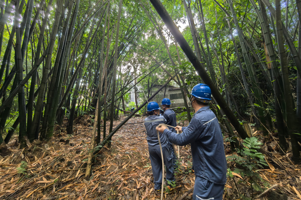 南方电网广西玉林陆川供电局米场供电所运维人员对10千伏南中线开展清障工作。