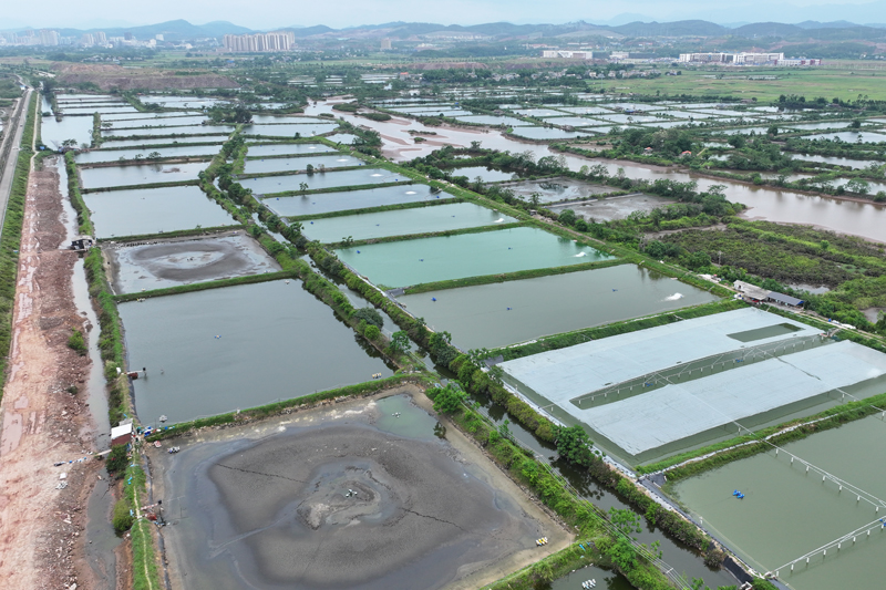 羅氏蝦養殖基地