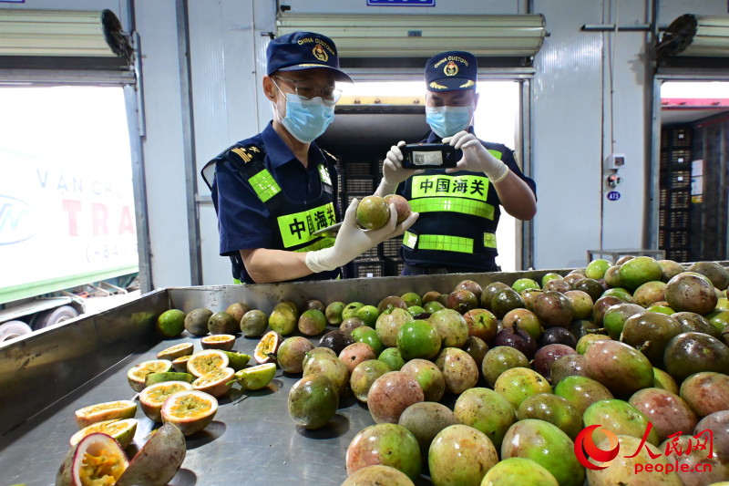 友谊关海关查验越南百香果。人民网 雷琦竣摄