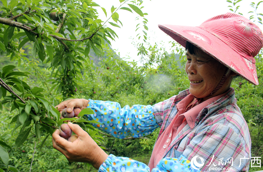 果農在採摘三華李。