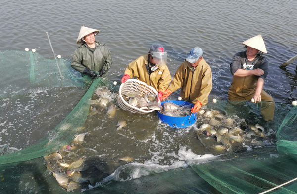 工人在捕撈脆肉羅非魚。北部灣農場公司供圖