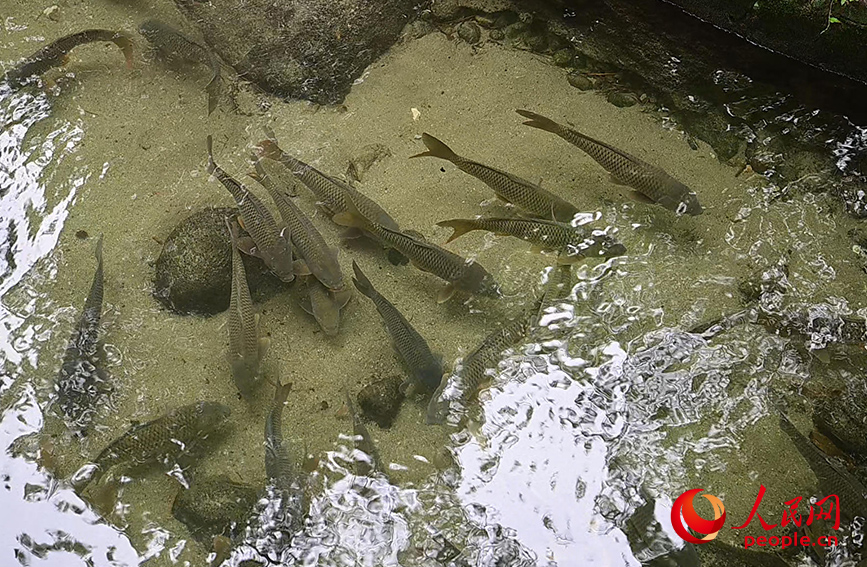 “果凍水”養出鮮美“瘦身魚”。人民網 雷琦竣攝