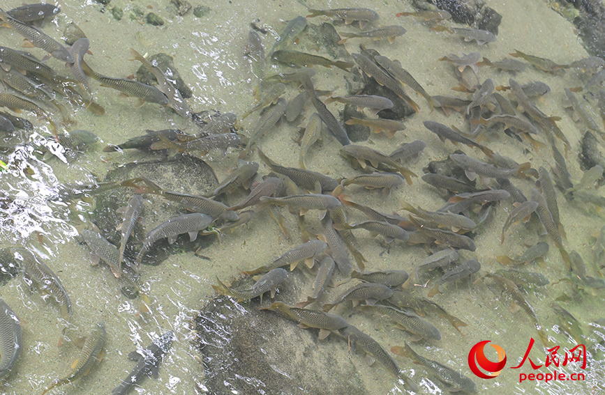 “果凍水”養出鮮美“瘦身魚”。人民網 梁章暉攝