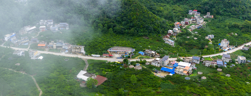 歌頂牛心李基地。黃福寧攝