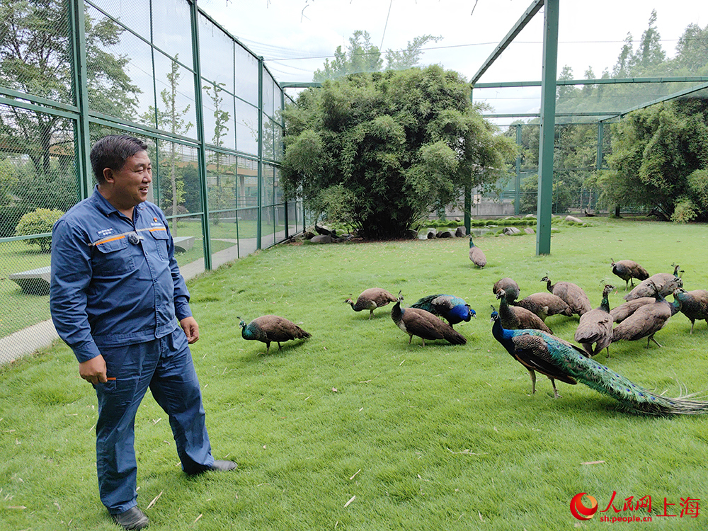 李军功和孔雀脚下是厚实软绵的马尼拉草。唐小丽摄