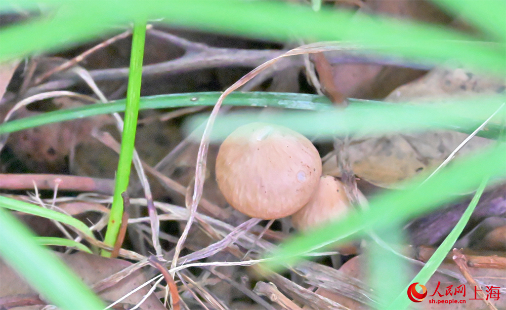 宝钢厂区随处可见的菌类。顾海民摄