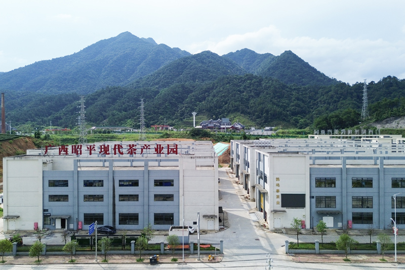 昭平縣茶產業園。賀州供電局供圖