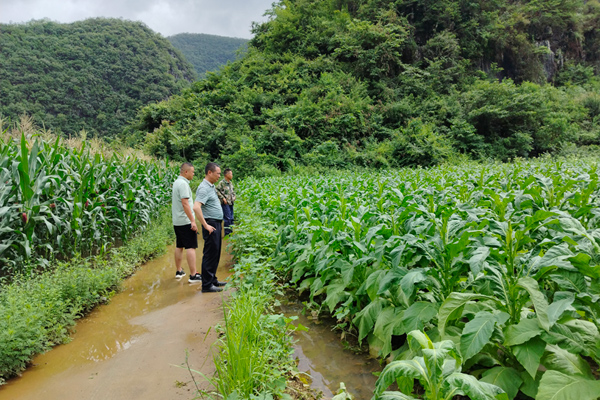烟技员到田间查看受灾情况。莫辉鹏摄