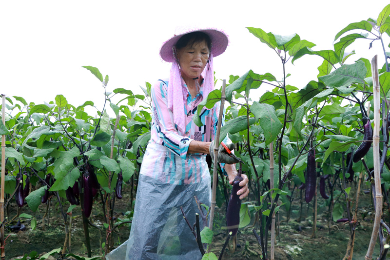 種植戶手持剪刀，熟練地採摘成熟茄子。韋新娜攝