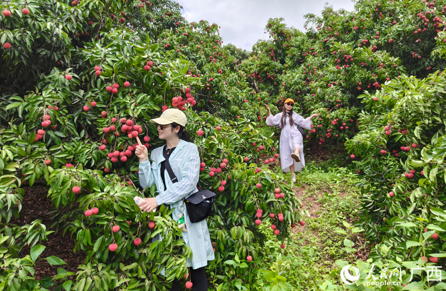 游客与丰收的荔枝合影。