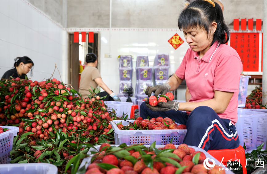 在钦州市钦北区新棠镇一处荔枝收购点，工人正在分拣、打包荔枝。 