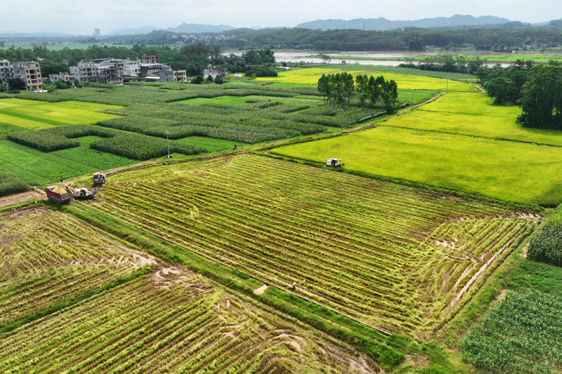 稻田