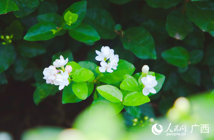 盛开的茉莉花