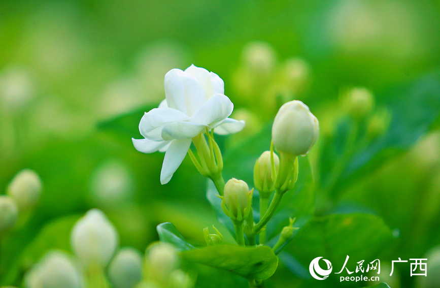 盛开的茉莉花和花蕾交相辉映
