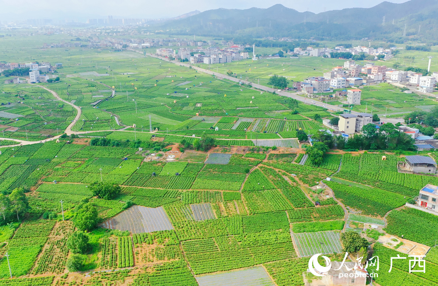 横州市中华茉莉园景色如画